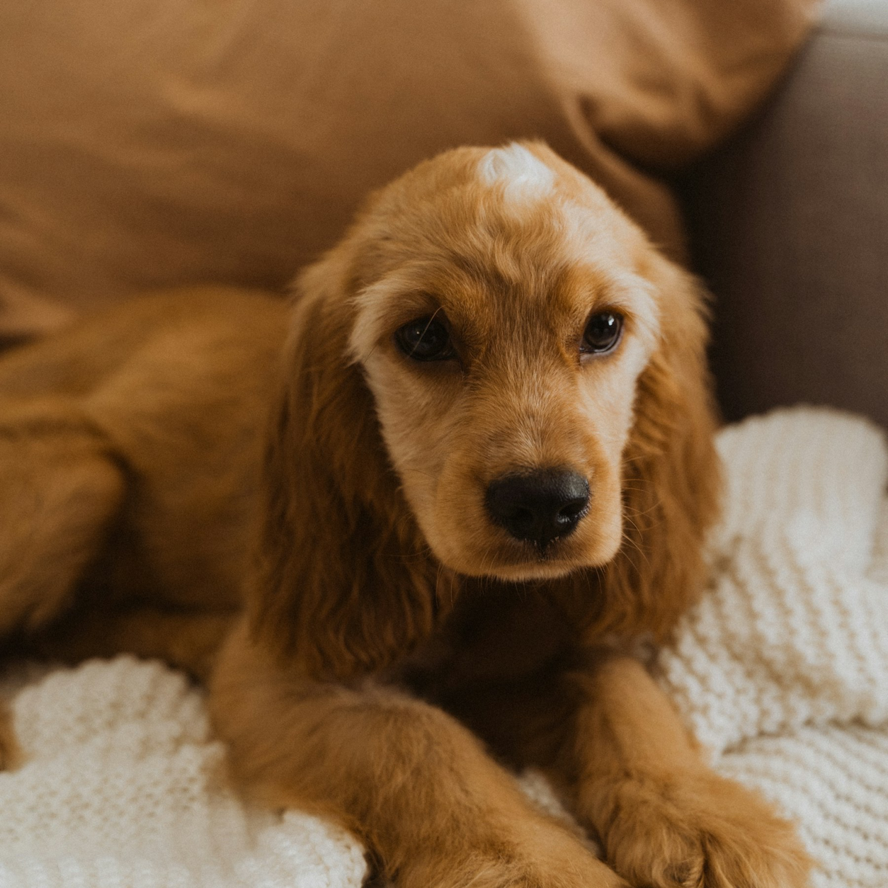 Pet